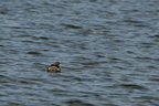 Oiseaux d'eau - Waterbirds