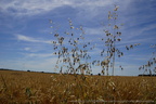 DSC04224