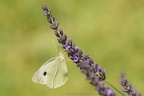 Papillons & chenilles