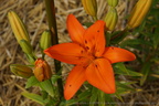 DSC03644