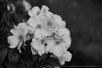 DSC03539 BW