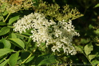 DSC03553