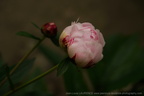 DSC09931