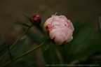 DSC09927