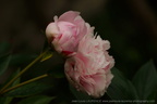 DSC09930