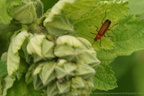 Autres insectes