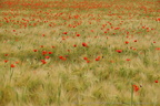 Coquelicots