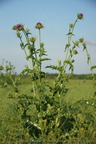 DSC09533