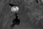 DSC09388 BW