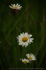 DSC09414