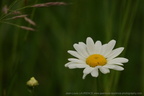 DSC09418