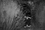 DSC09309 BW