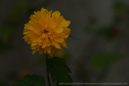 DSC09001