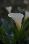 DSC09167
