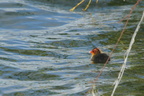 Foulques
