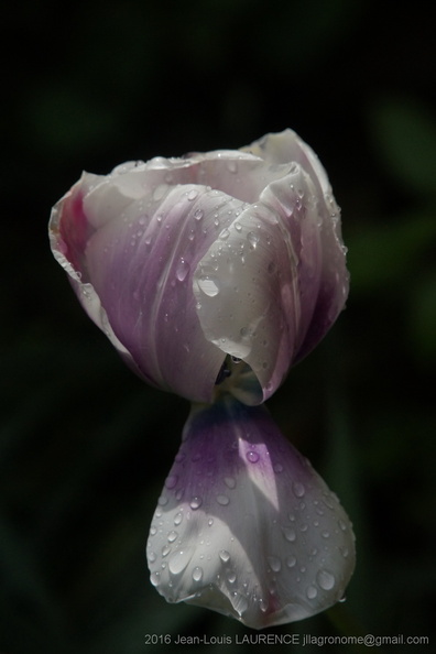 DSC08536.JPG