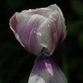 DSC08536