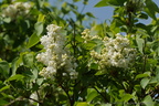 DSC03221