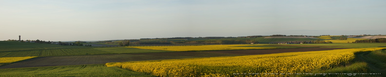 Verneuil colza pano 02