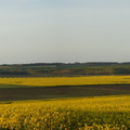 Verneuil colza pano 02