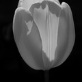 DSC03036 BW