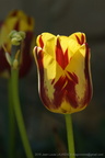 Tulipes