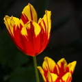 DSC03039