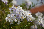 DSC04990