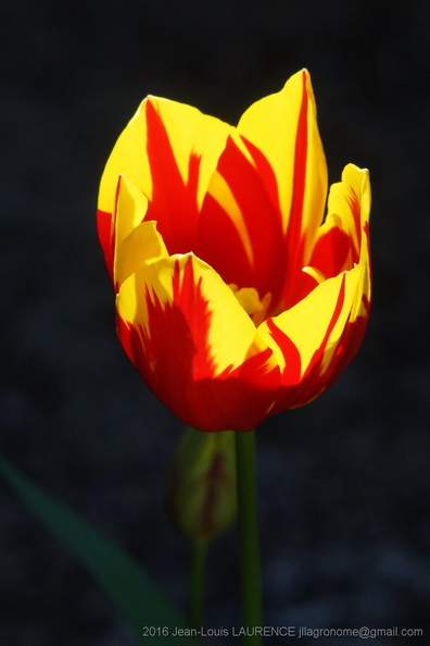 DSC07932.JPG