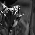 DSC07886 BW