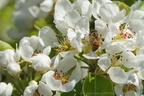 Fleurs et fruits d'arbres