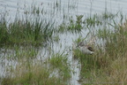 Autres oiseaux d'eau