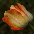 DSC07866