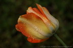 DSC07866