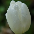 DSC07868