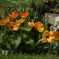 DSC07854