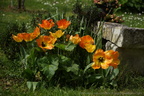 DSC07854