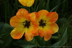 DSC07850