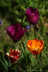 DSC07841
