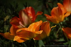 DSC07831