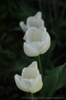 DSC07838
