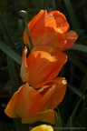 DSC02825