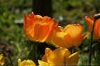 DSC07741