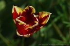 DSC07737