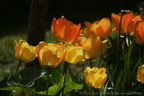 DSC07739