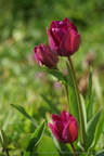DSC07677