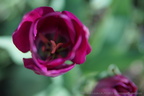 DSC07667