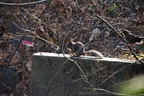DSC04533