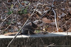 DSC04547