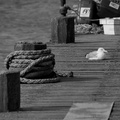 DSC02768 BW